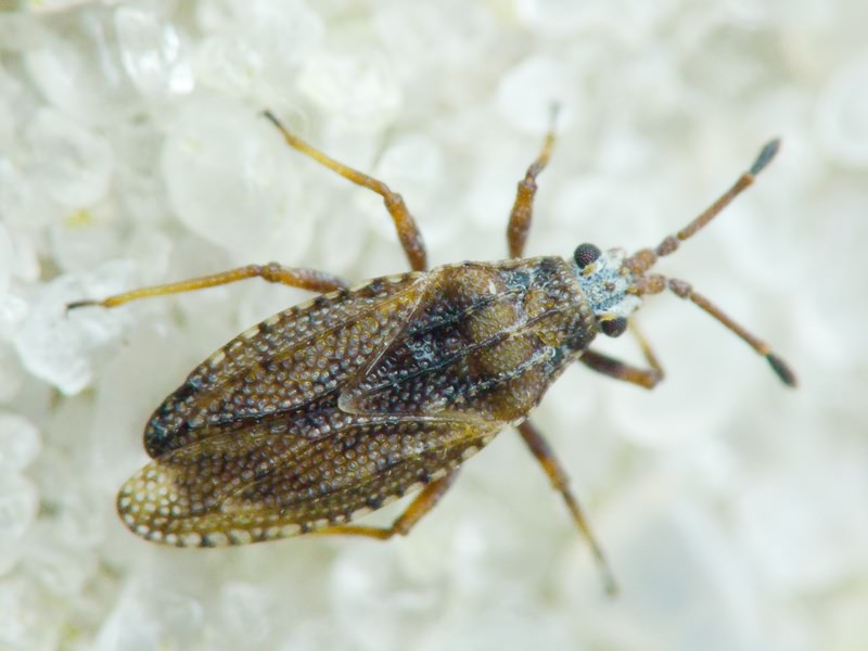Tingis (Tropidocheila) maculata (Herrich-Schäffer, 1838)